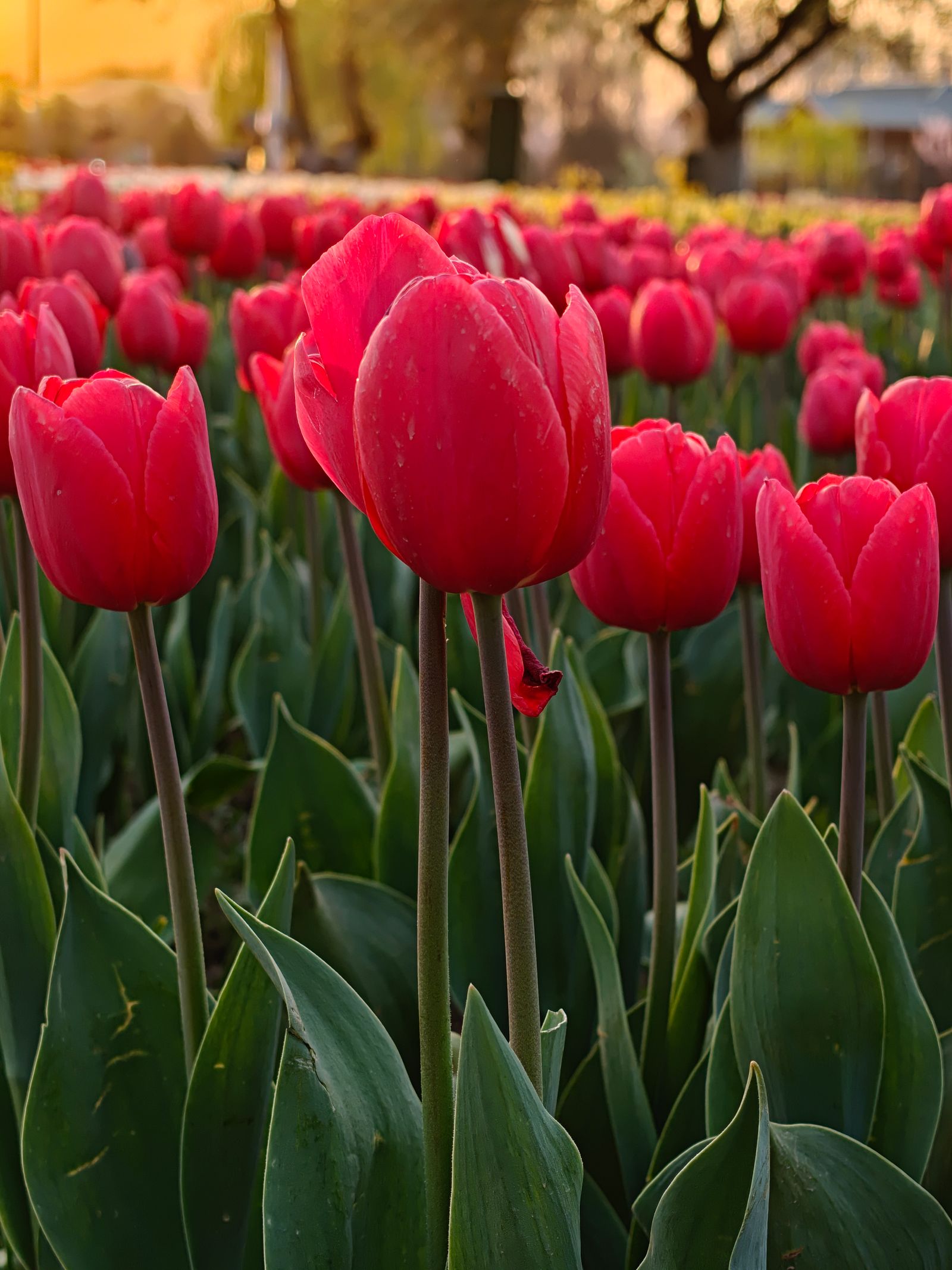 Kashmir Tulip