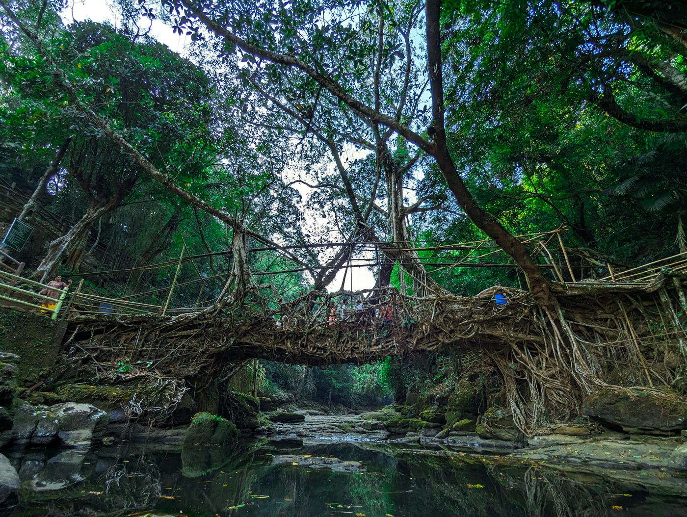 Living Root Bridge Trek (Nongriat)